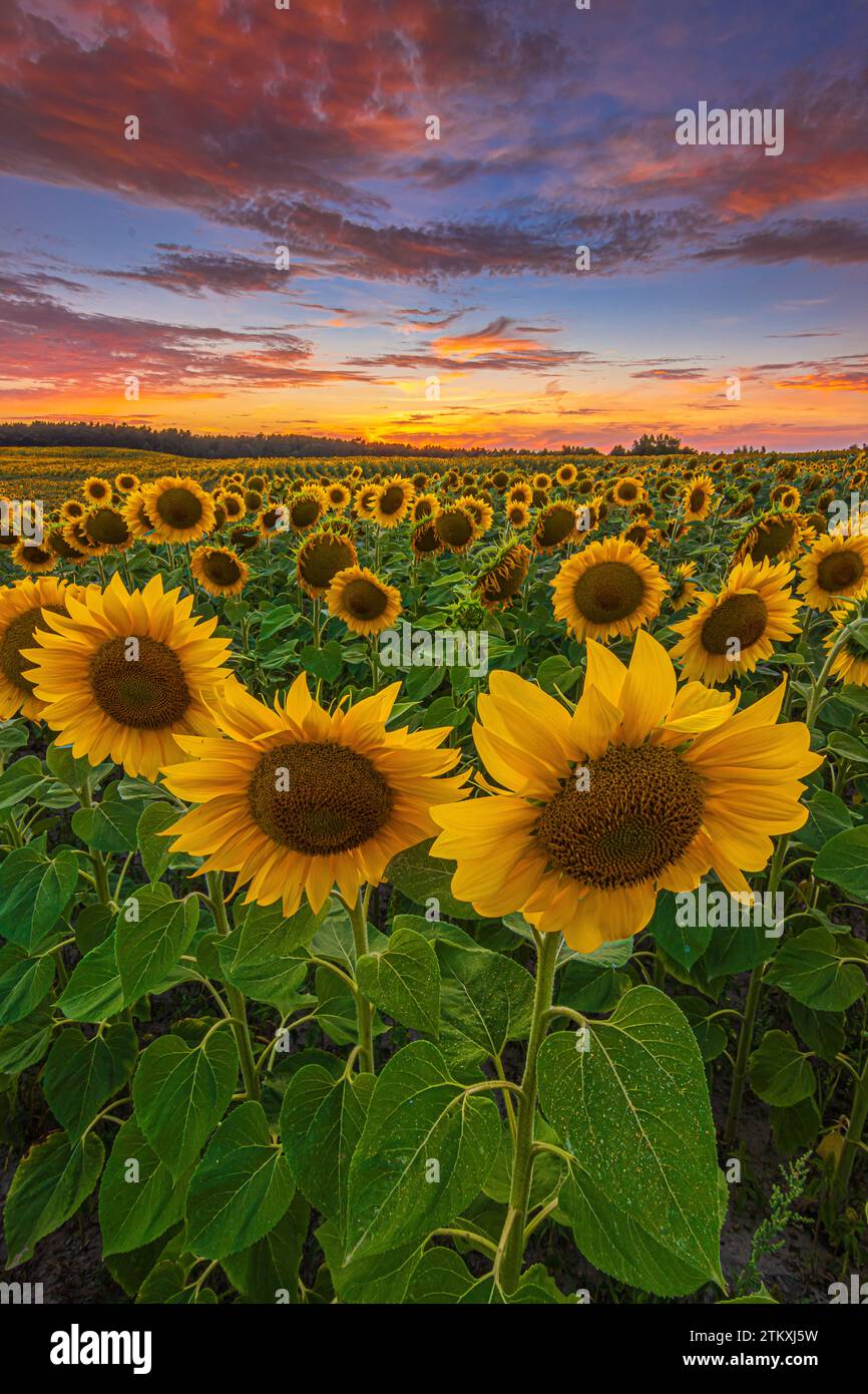 Landscape in the evening at sunset. Sunflowers with opened flower stems and leaves. Dramatic sky with red yellow orange clouds. Crops with seeds Stock Photo