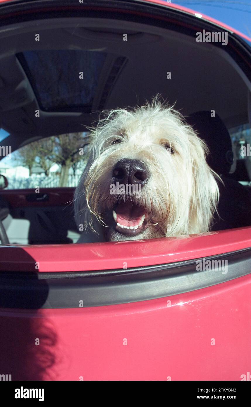 A shepherd dog happily riding lawn in an automobile with the windows open getting fresh air Stock Photo