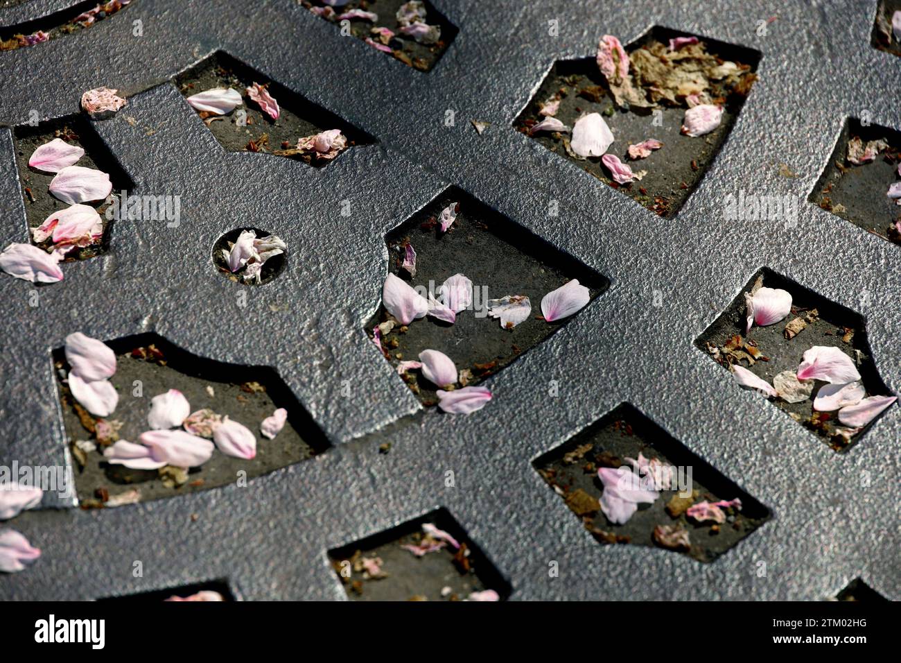 A sidewalk paved with iron bars with falling cherry blossom petals