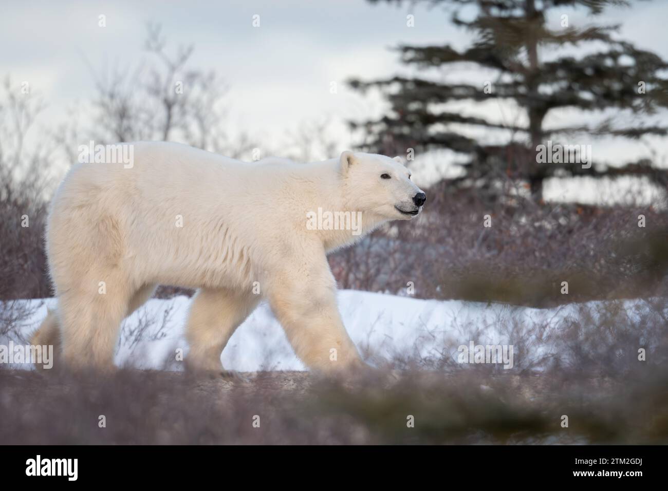 A polar bear walking towards Hudson Bay near Churchill, Manitoba in November. Stock Photo