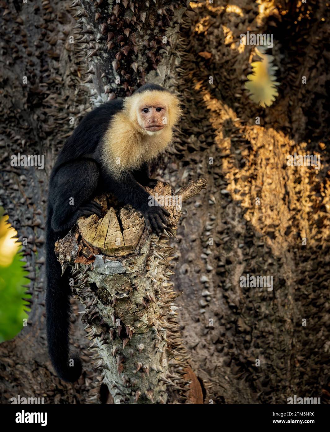 Monkey in the tropical rainforest of Costa Rica Stock Photo - Alamy