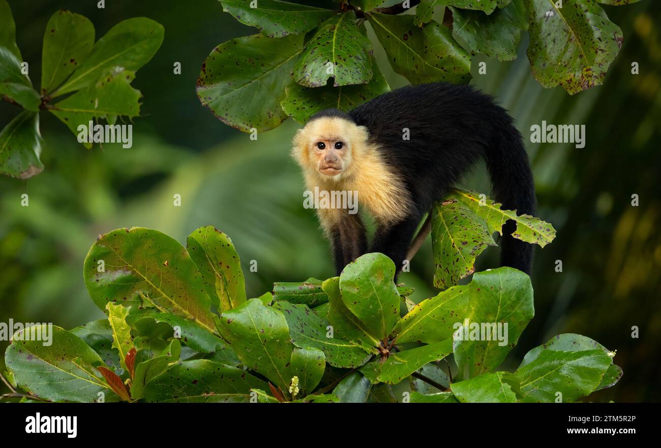 Monkey in the tropical rainforest of Costa Rica Stock Photo - Alamy