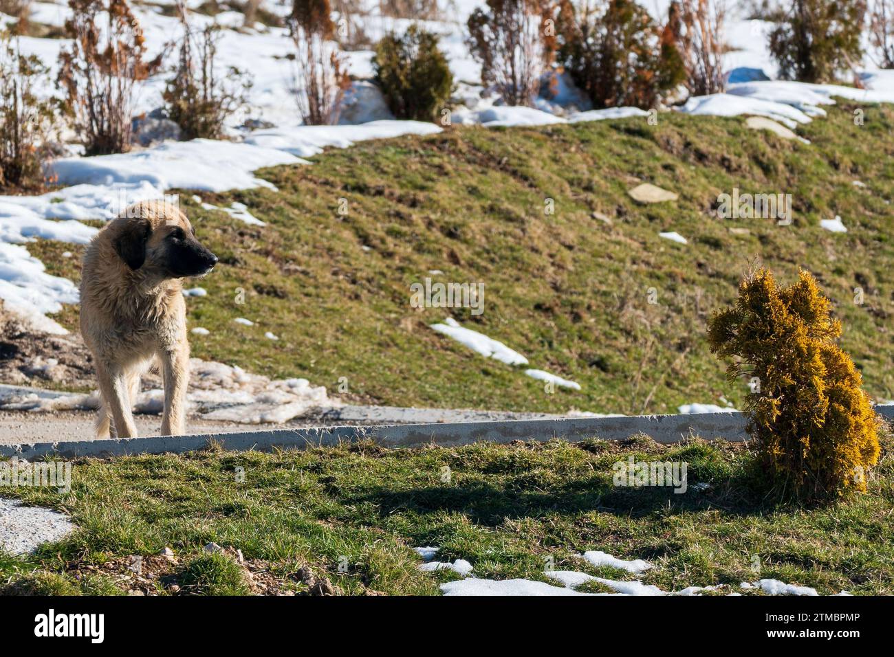 The yellow brown dog , mixed breed in the nature . Looking in the abstract puppy bush. Who are you, concept. Stock Photo