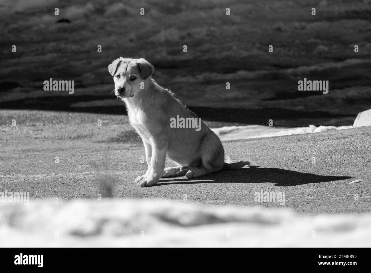 Portrait of the young puppy dog , posing for photos. Mixed breed. Anatolian shepherd dog, aidi and jack Russell terrier. Stock Photo