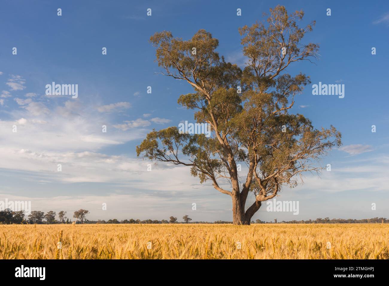A huge eucalyptus tree standing in a field of golden wheat in the Goulburn  Valley, Victoria, under a blue sky at dusk. Stock Photo
