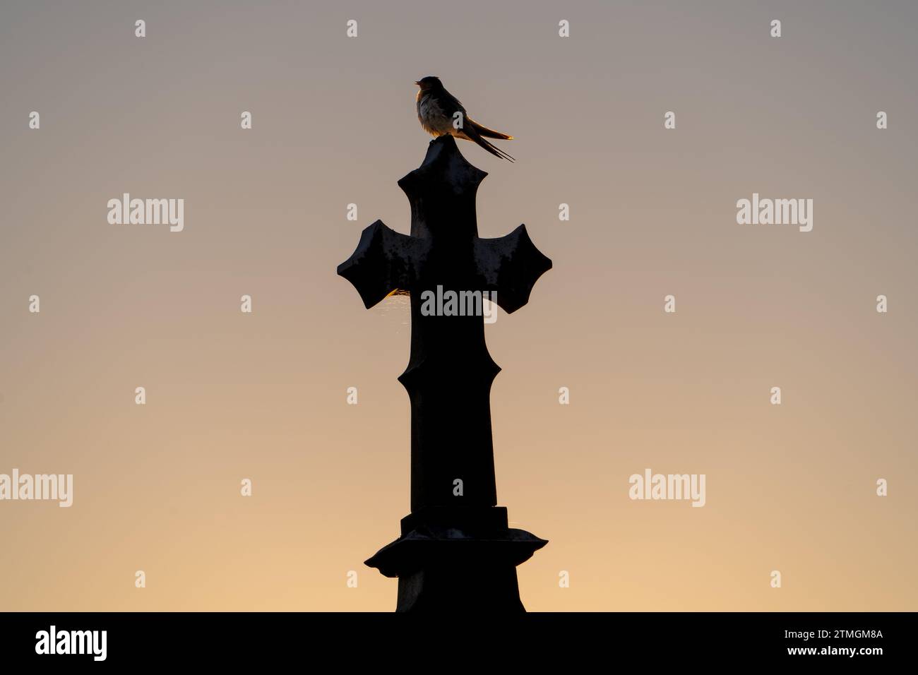 Silhouette of a small bird perched on a cross at sunrise in Arthur’s Creek cemetery Stock Photo