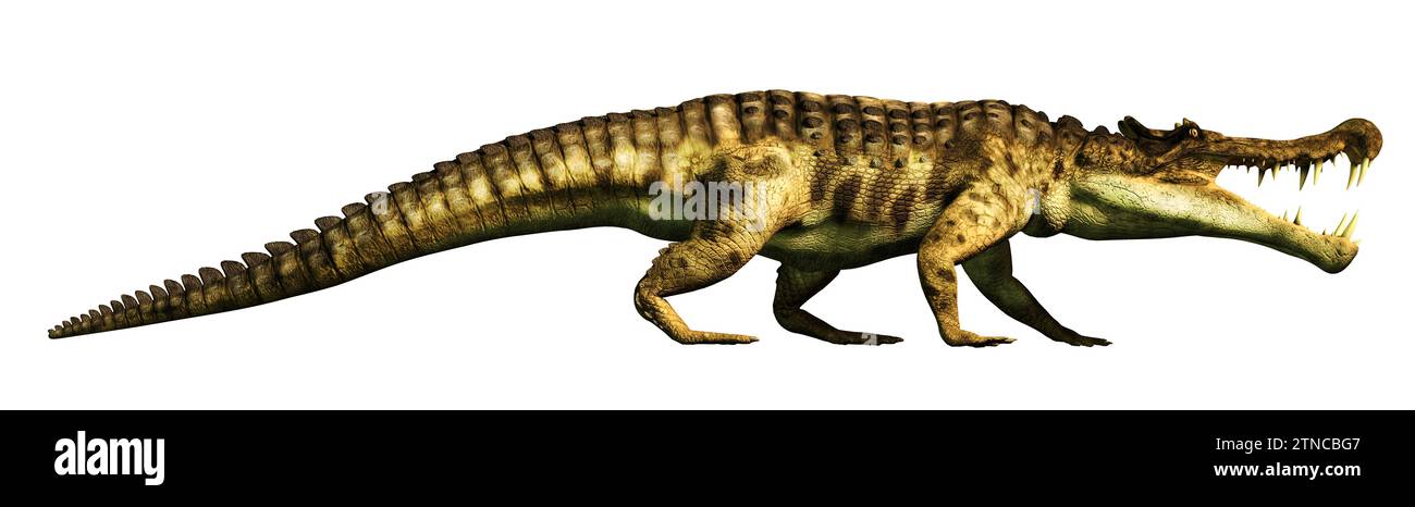 Kaprosuchus, known for its long tusks was a prehistoric creature, a cretaceous era cousin of crocodiles and alligators. In profile. 3D Rendering Stock Photo