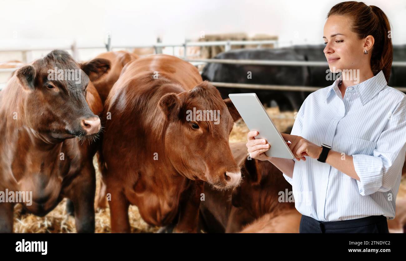 Office worker of beef production company visiting farm. Livestock quality control management. Female person uses digital tablet at ranch. Stock Photo