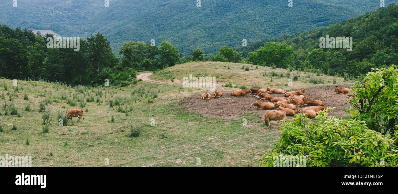 Cows rest in the pasture along the Path of the Gods between Emilia-Romagna and Tuscany in a cloudy summer day. Stock Photo