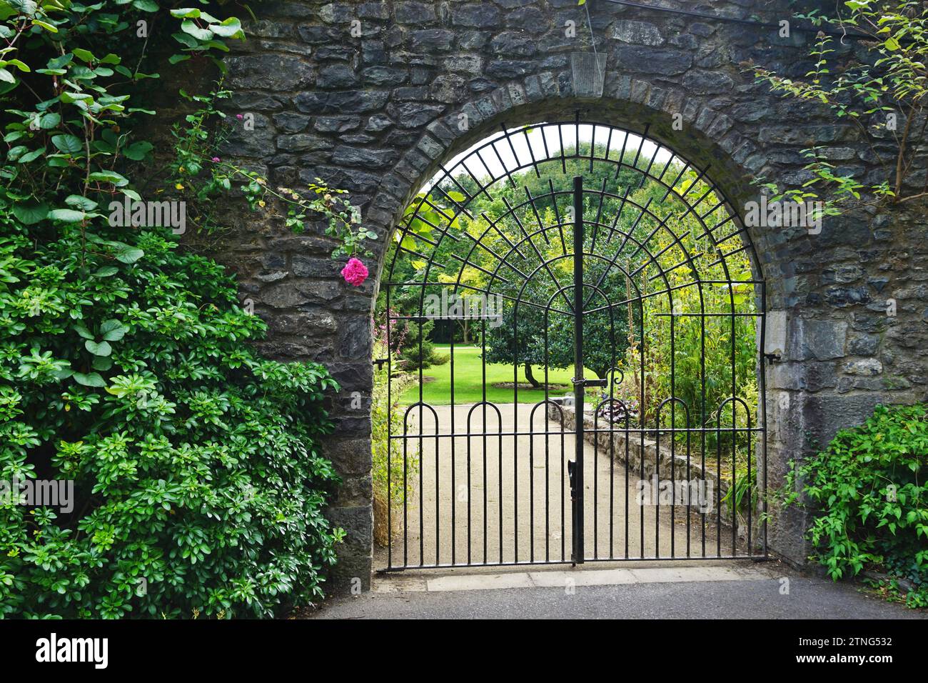 Arch topped iron gate set in vintage stone wall with foliage on either side, one bright pink flower blossom on the left. A garden can be seen beyond Stock Photo