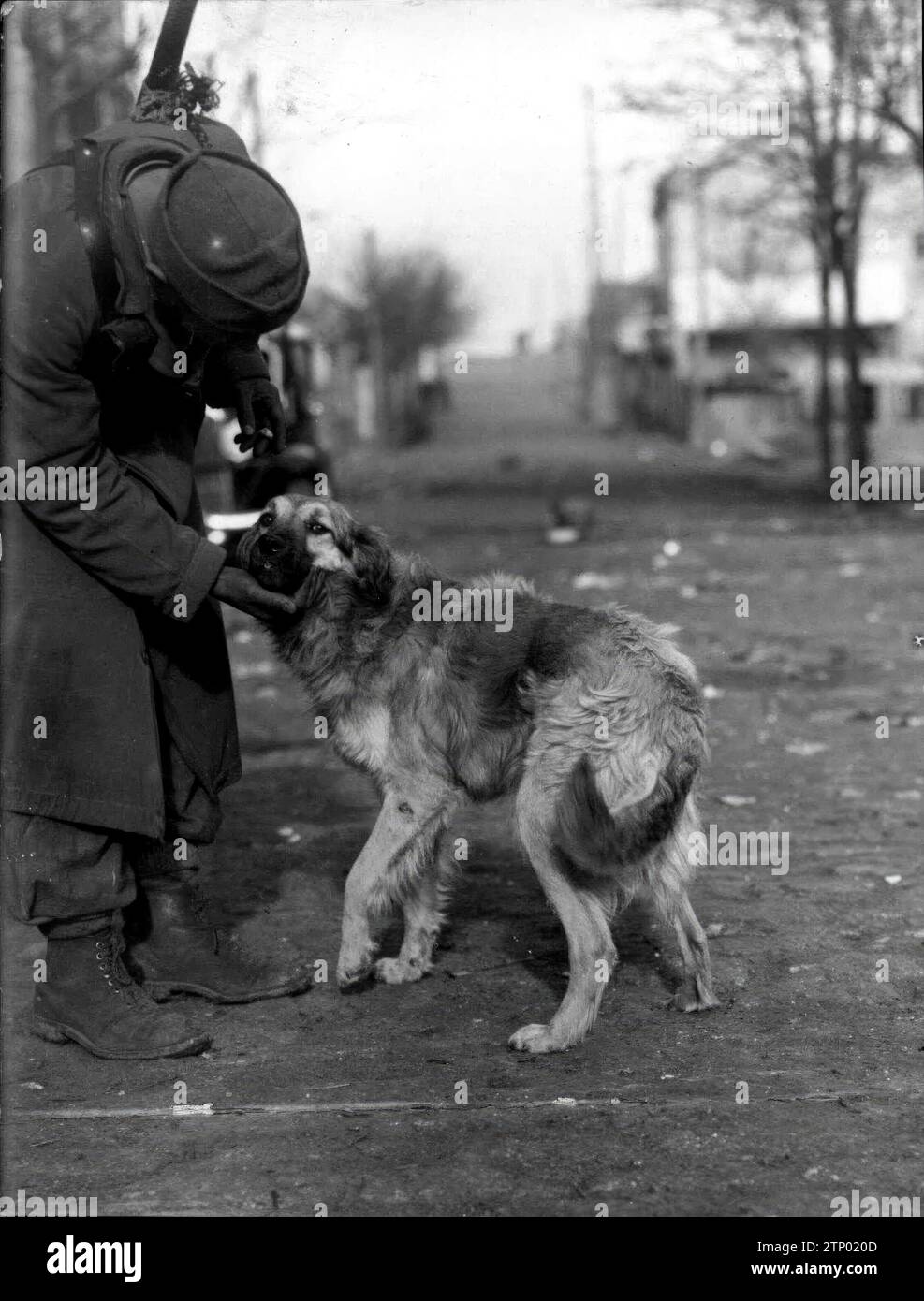 01/17/1937. 'Zagal', a pet dog, shows her wounded, almost healed paw. Credit: Album / Archivo ABC / Virgilio Muro Stock Photo