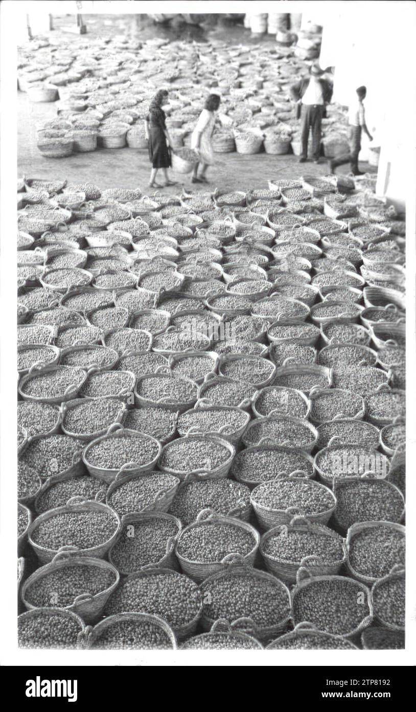 12/31/1949. A warehouse in Almendralejo (Badajoz) full of Capachos of the rich fruit of the Olive Trees, ready for industrial transformation. Credit: Album / Archivo ABC / Castillo Stock Photo