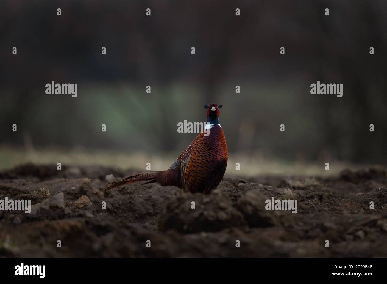 Common pheasant during mating season. Flock of pheasants with dominant male. Spring in Europe