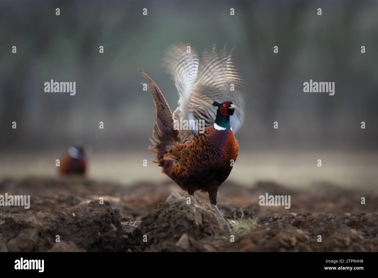 Common pheasant during mating season. Flock of pheasants with dominant male. Spring in Europe