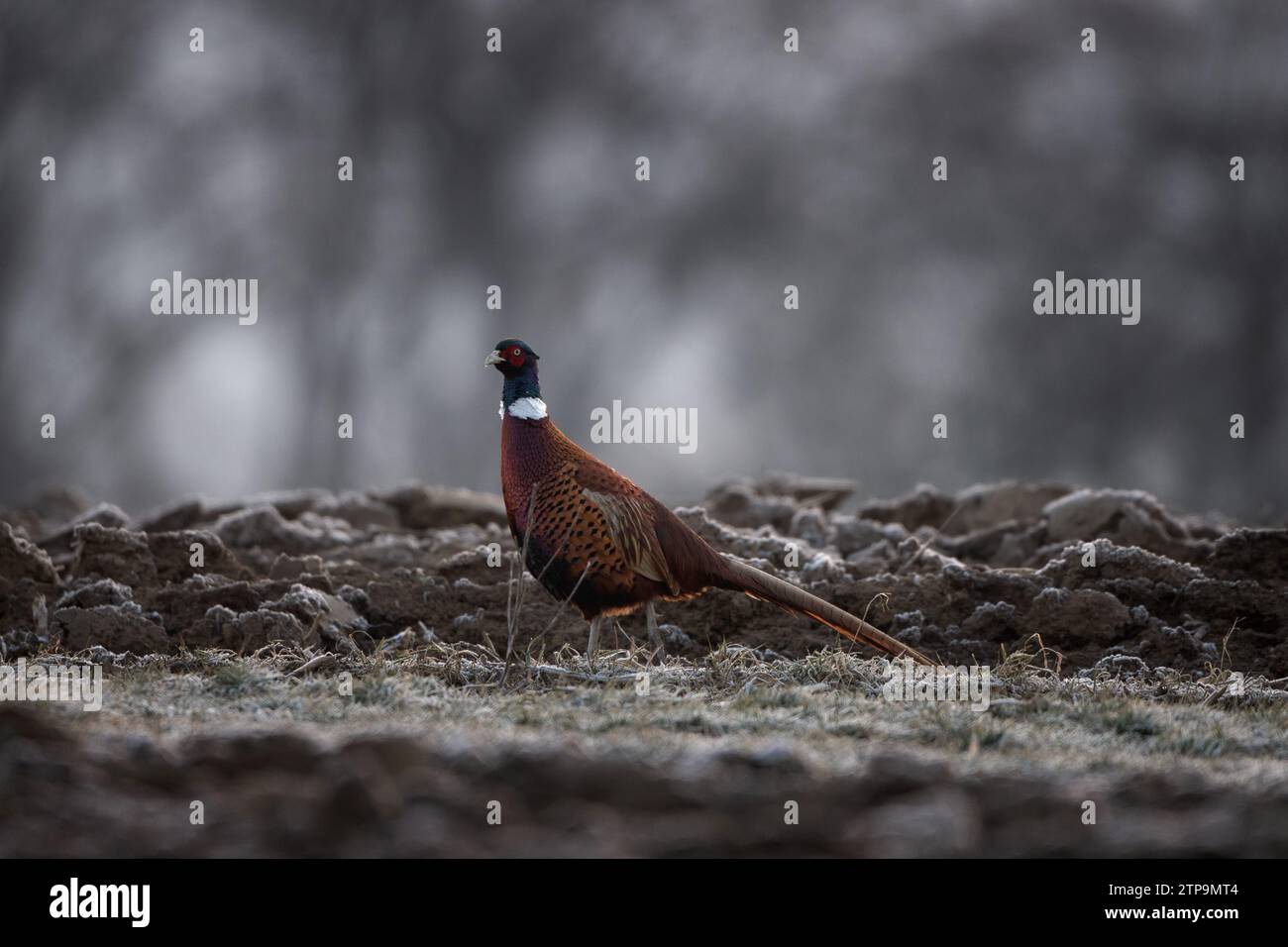 Common pheasant during mating season. Flock of pheasants with dominant male. Spring in Europe