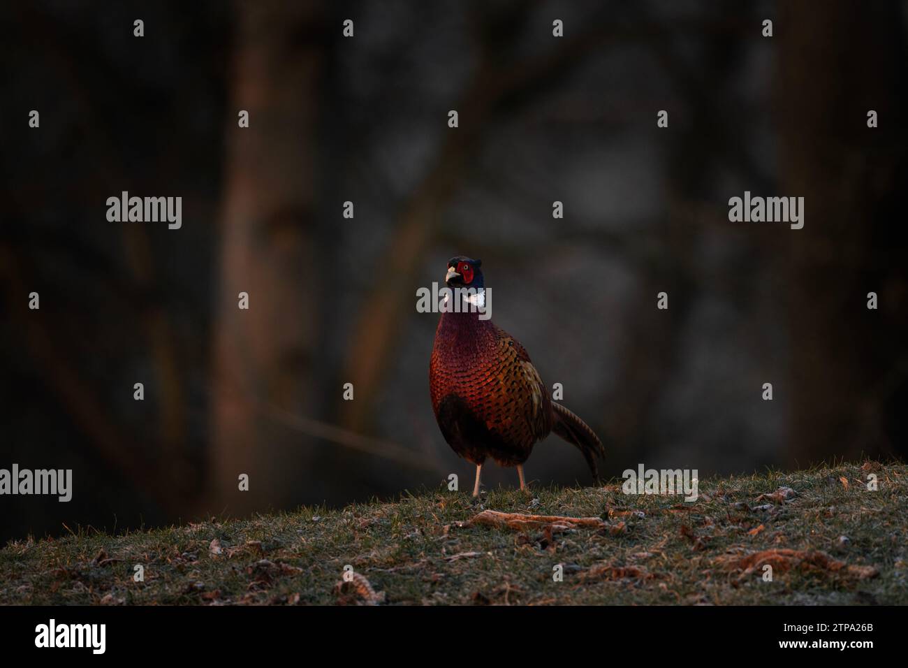 Common pheasant during mating season. Flock of pheasants with dominant male. Spring in Europe