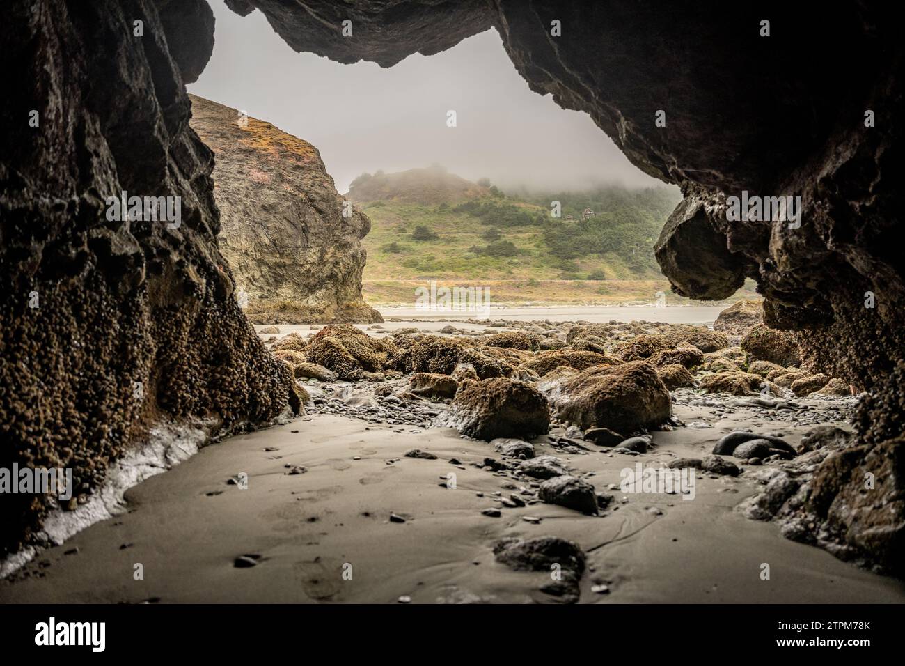 Low Tide Reveals Anemone Covered Sea Cave along the Oregon Coast Stock Photo