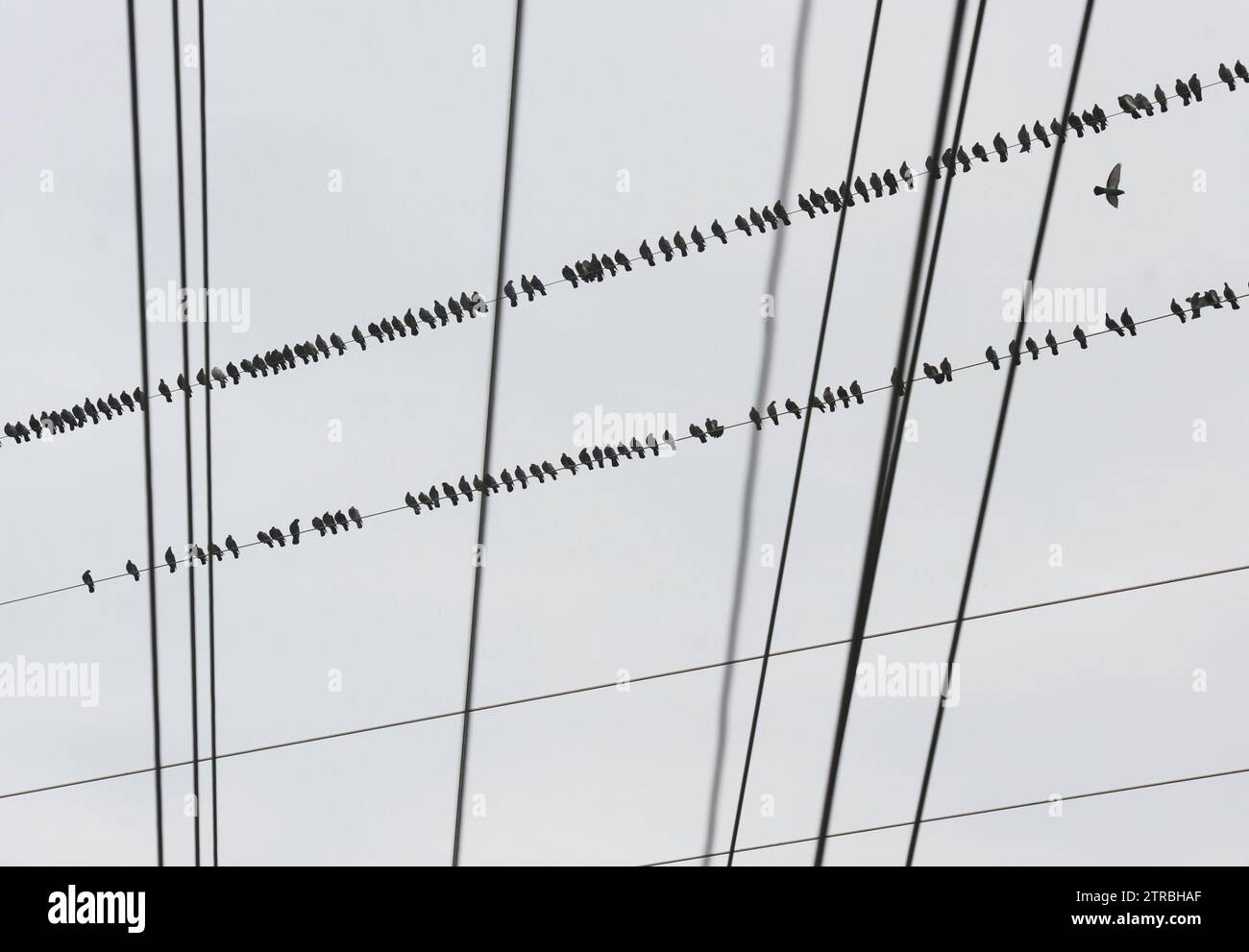Birds gather along power lines Wednesday, Dec. 20, 2023, in St. Joseph