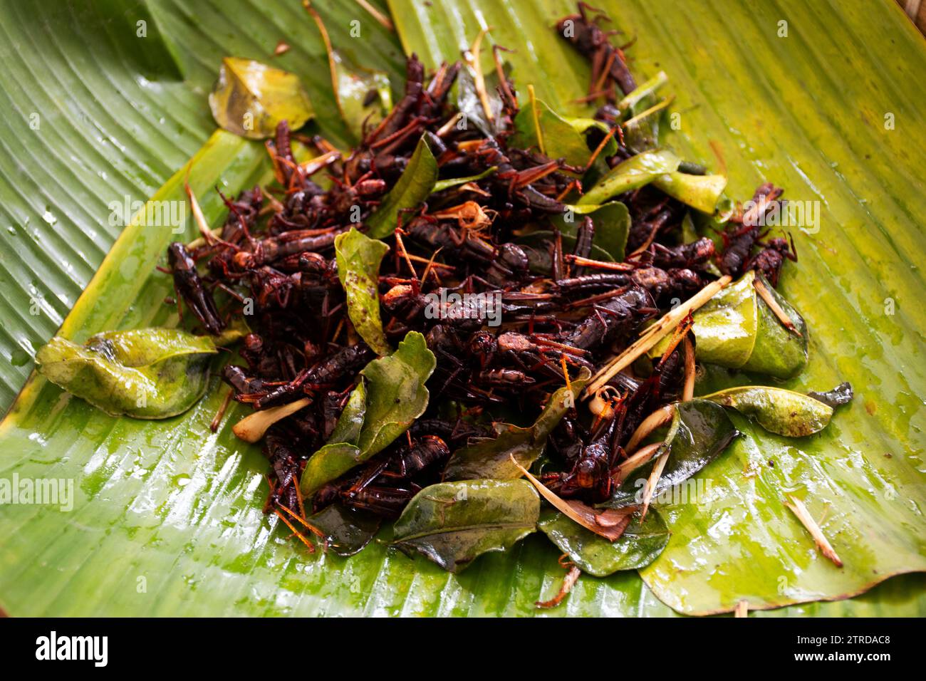 Fried Insec Thai vendor merchant cooked local exotic cuisine bug and herbal or food ...