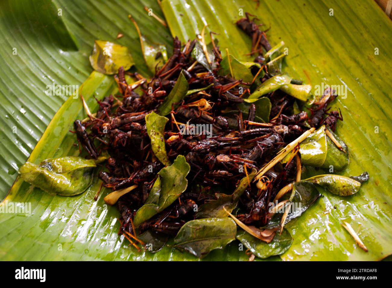 Fried Insec Thai vendor merchant cooked local exotic cuisine bug and herbal or food ...