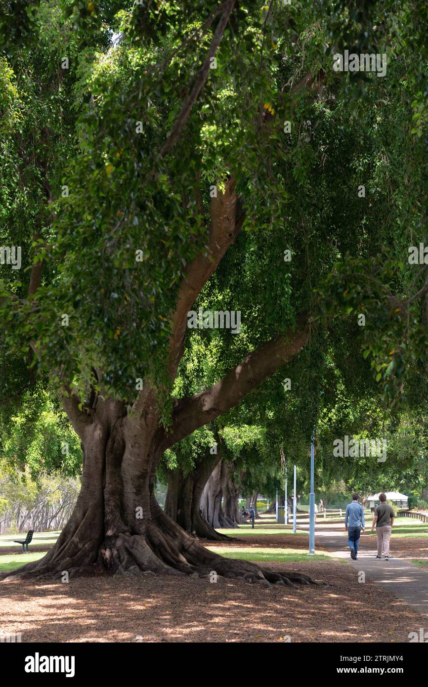 Walking path by allée of Moreton Bay Figs in Orleigh Park, West End, Brisbane, Australia Stock Photo