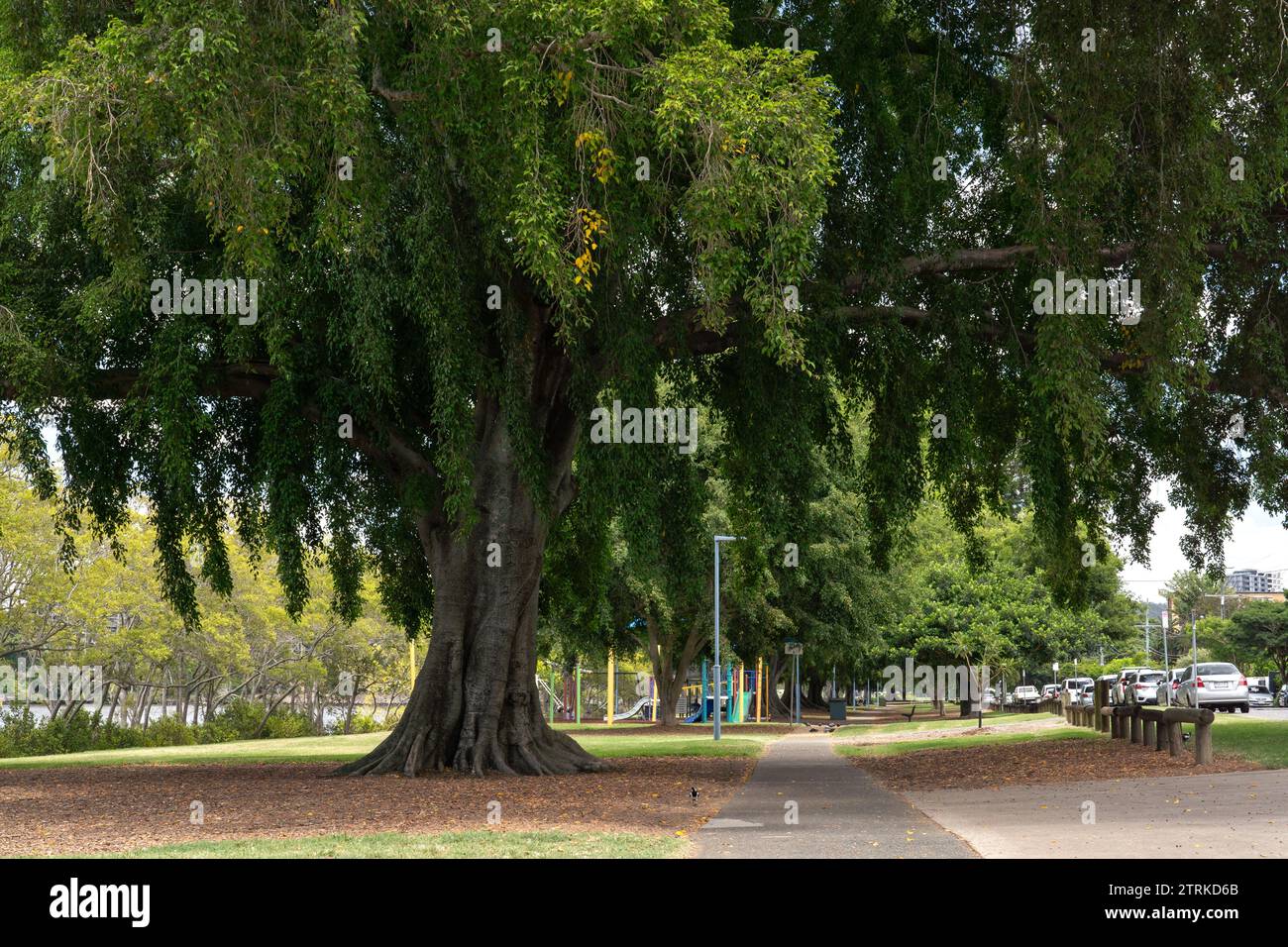 Walking path by allée of Moreton Bay Figs in Orleigh Park, West End, Brisbane, Australia Stock Photo