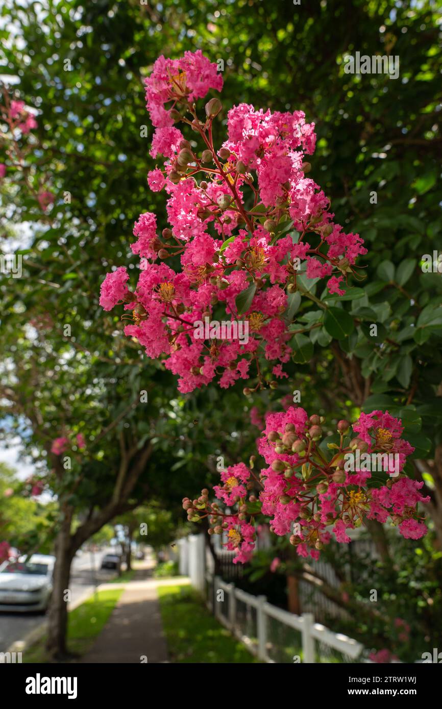 Brisbane streetscape framed by pink crepe myrtle Stock Photo
