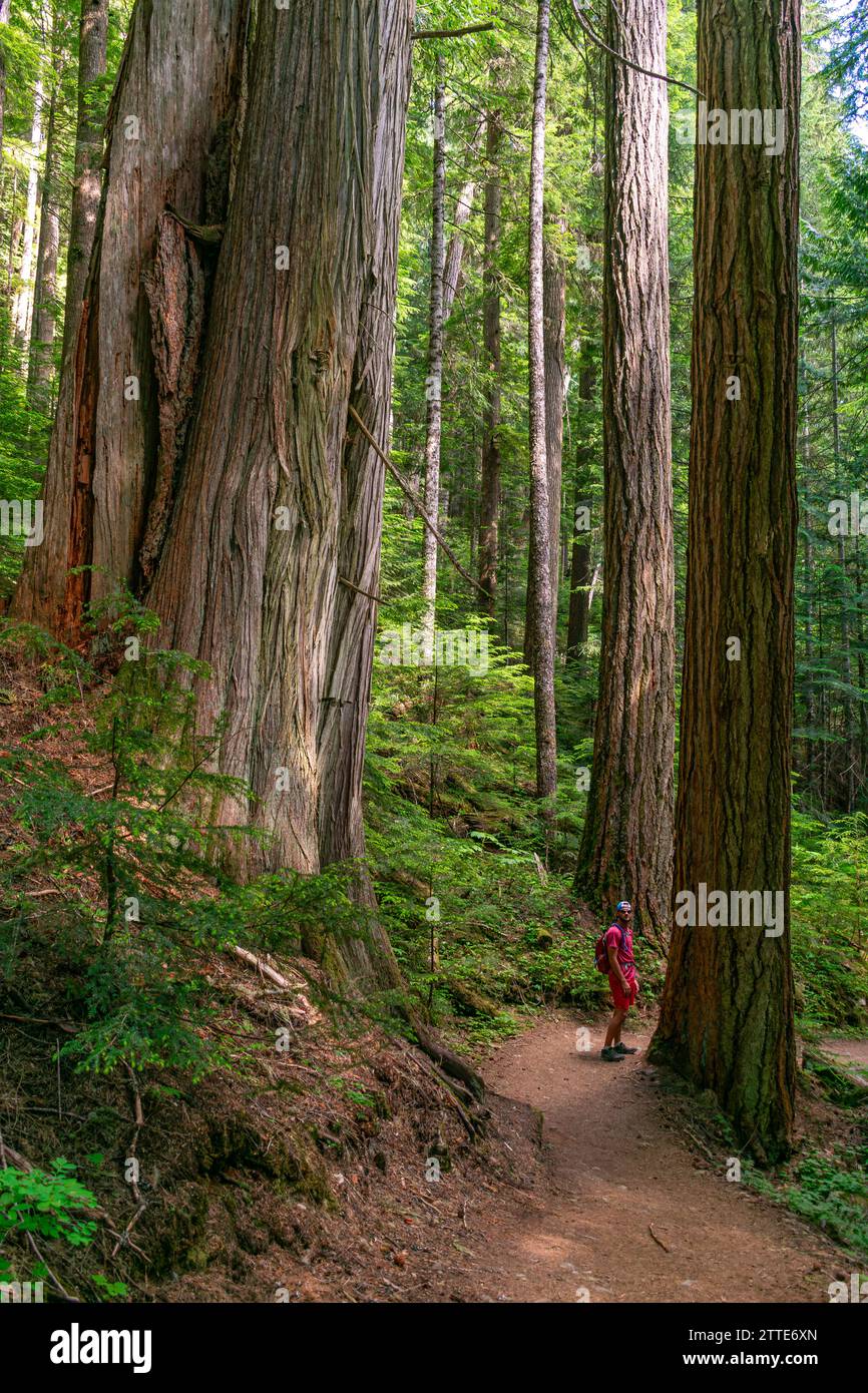 A lone hiker journeys through the towering cedars of the Cheakamus Lake Trail, enveloped by the silence of British Columbia's ancient forests. Stock Photo