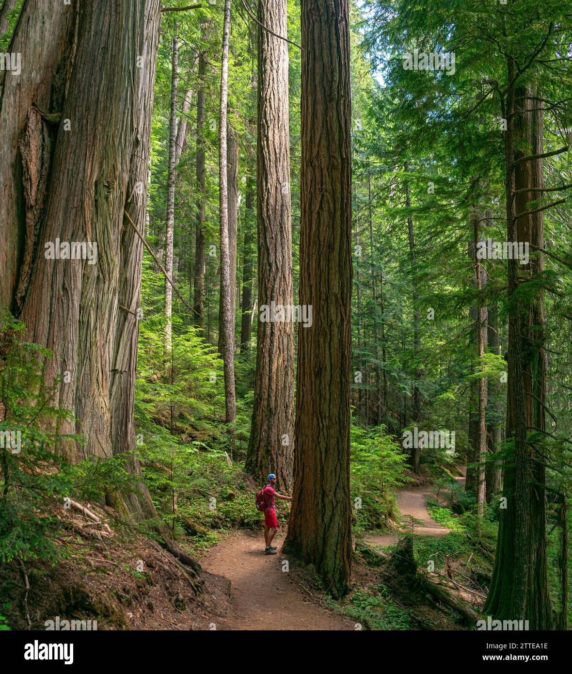 A lone hiker journeys through the towering cedars of the Cheakamus Lake Trail, enveloped by the silence of British Columbia's ancient forests. Stock Photo