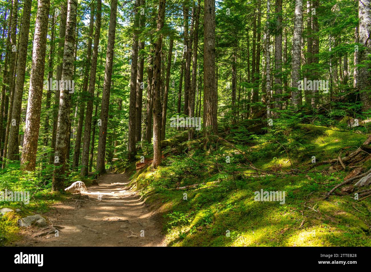 The Cheakamus Lake Trail winds through a vibrant old-growth forest, offering a sun-dappled journey into the heart of British Columbia's natural splend Stock Photo
