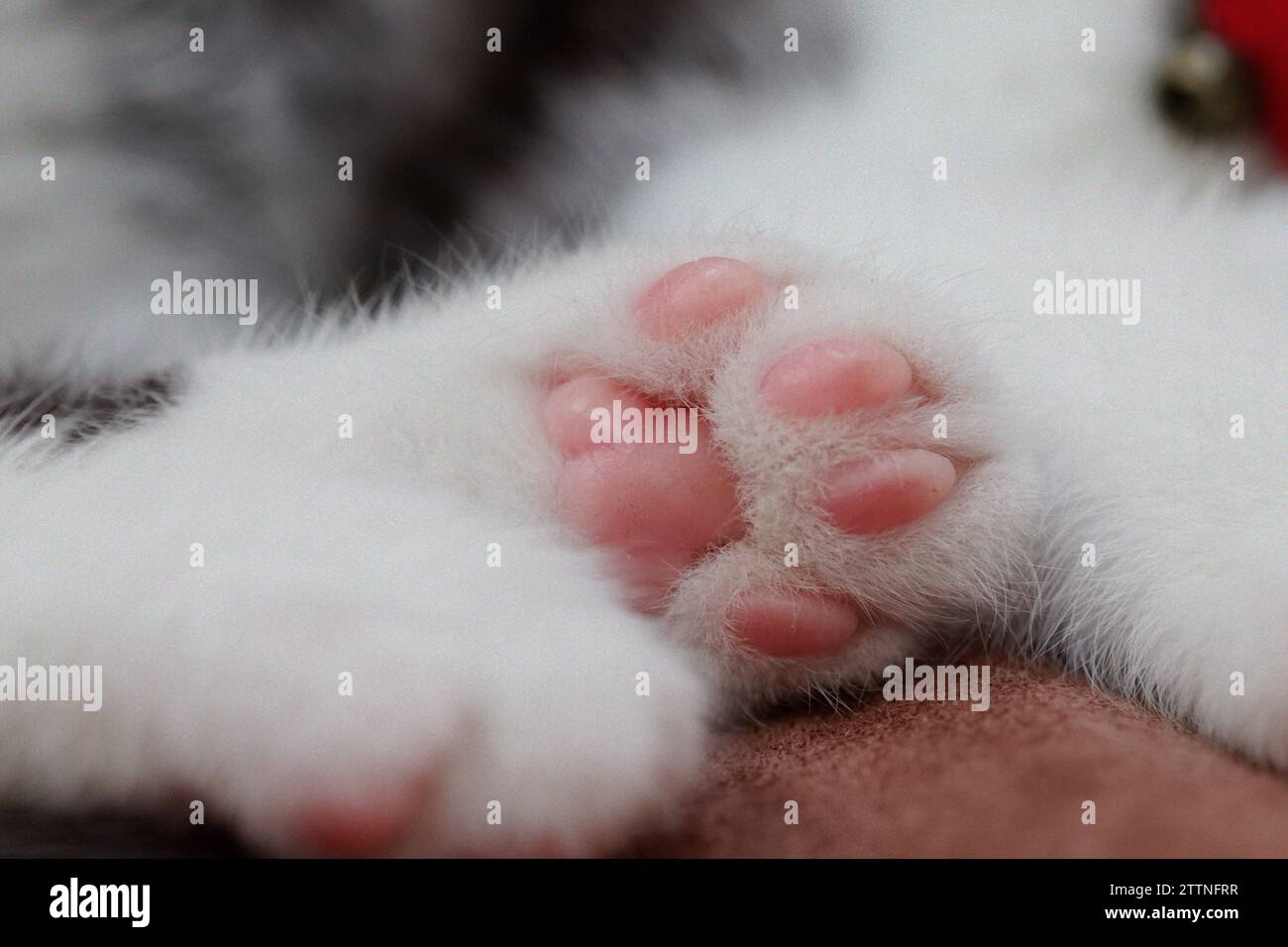Paw Pad of Cat Stock Photo Alamy