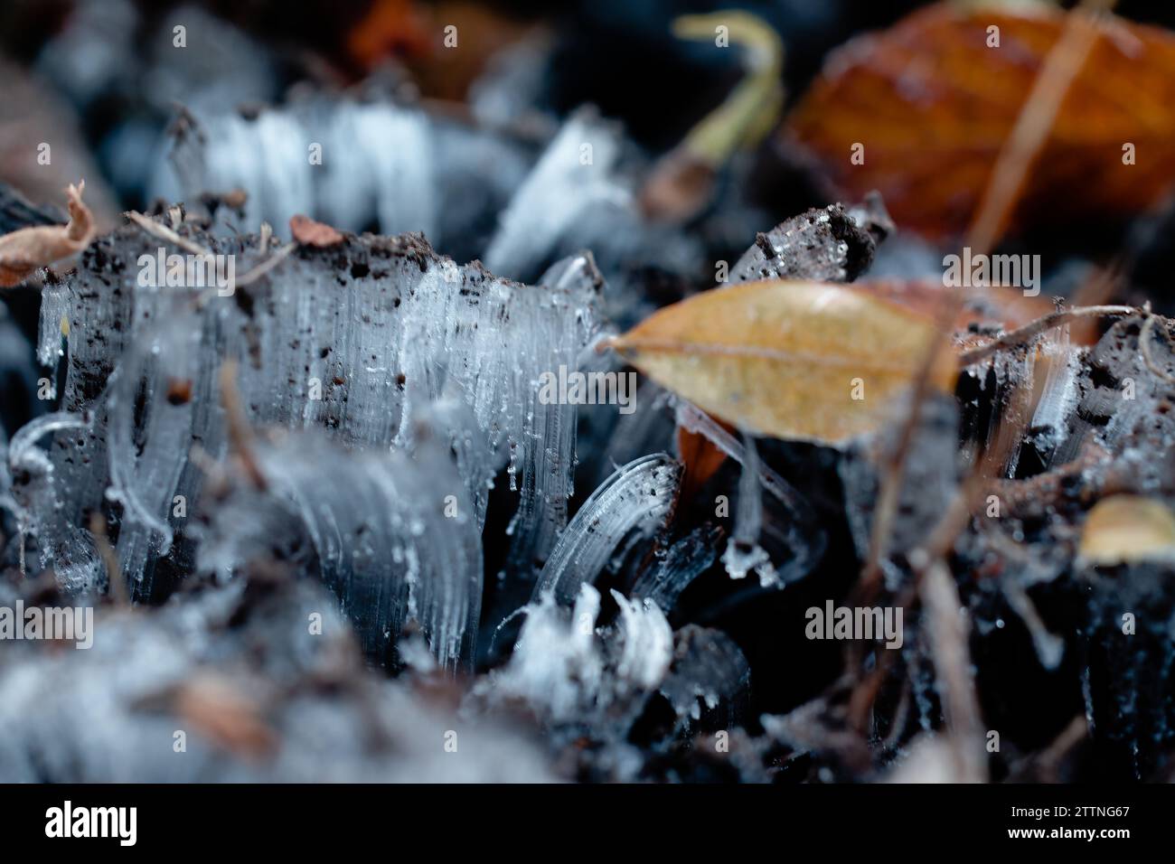 Iice needles hi-res stock photography and images - Alamy