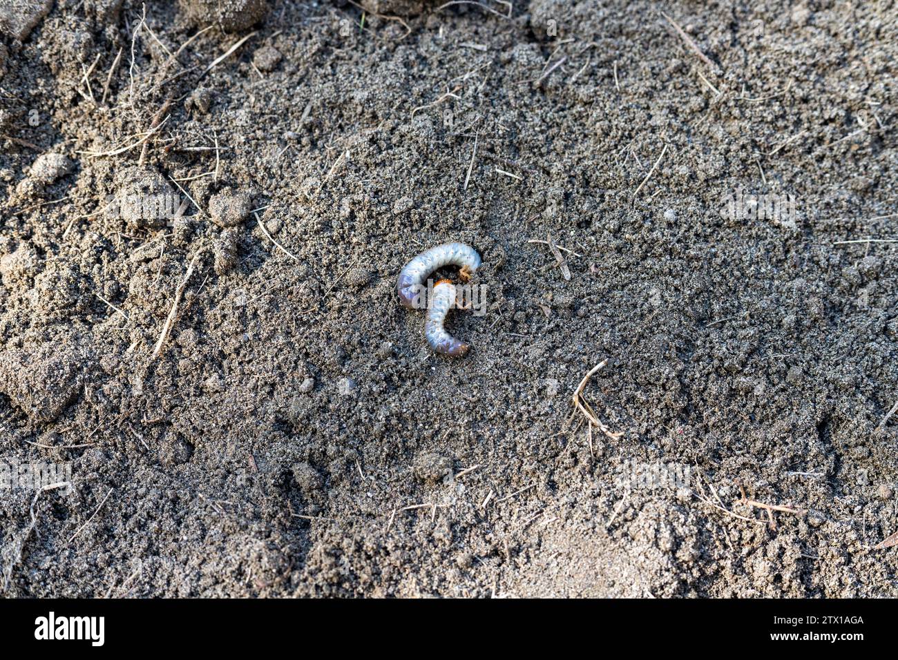 White earth worms in the garden soil Stock Photo Alamy