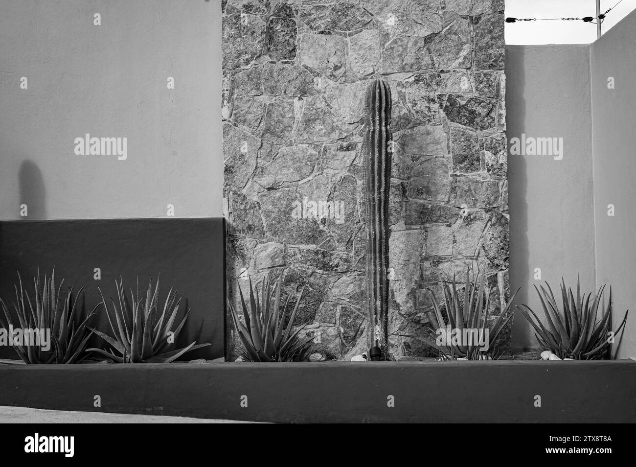 Black and white photo of cactus bed in front of stucco and brick background walls. Stock Photo