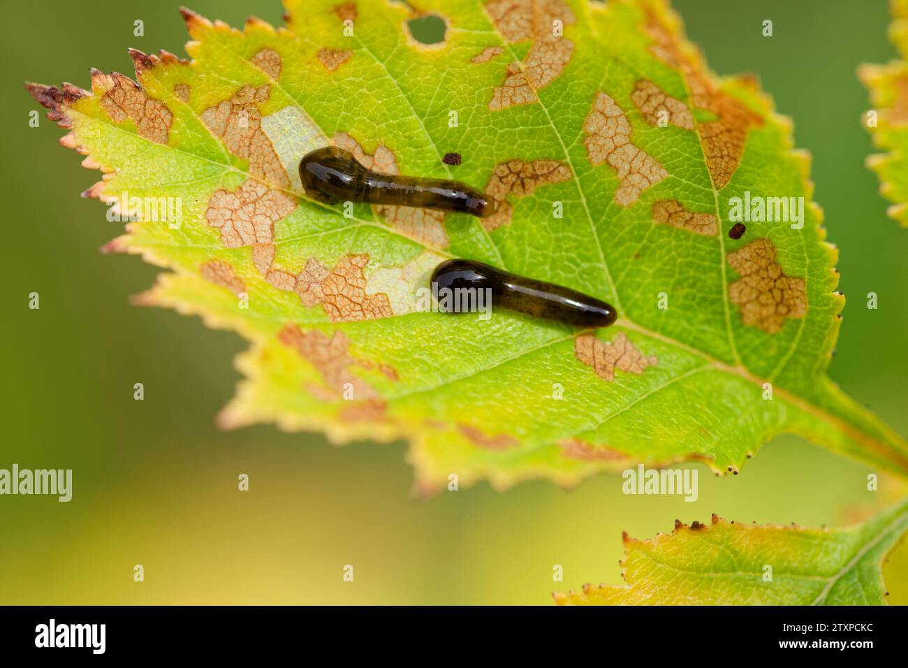 Pear slug larva (Caliroa cerasi) Stock Photo