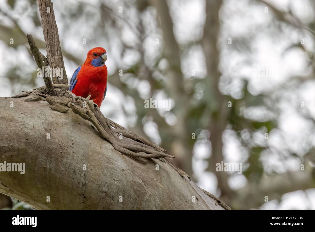 Crimson Rosella (Platycercus elegans) looking at camera, while perched on a tree branch. Blurry background providing copy space. Stock Photo