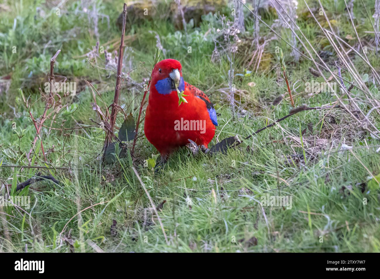 Crimson Rosella (Platycercus elegans) feeding on a bunch of grasses and low bush, picking up a twig of green foliage on its beak. Stock Photo