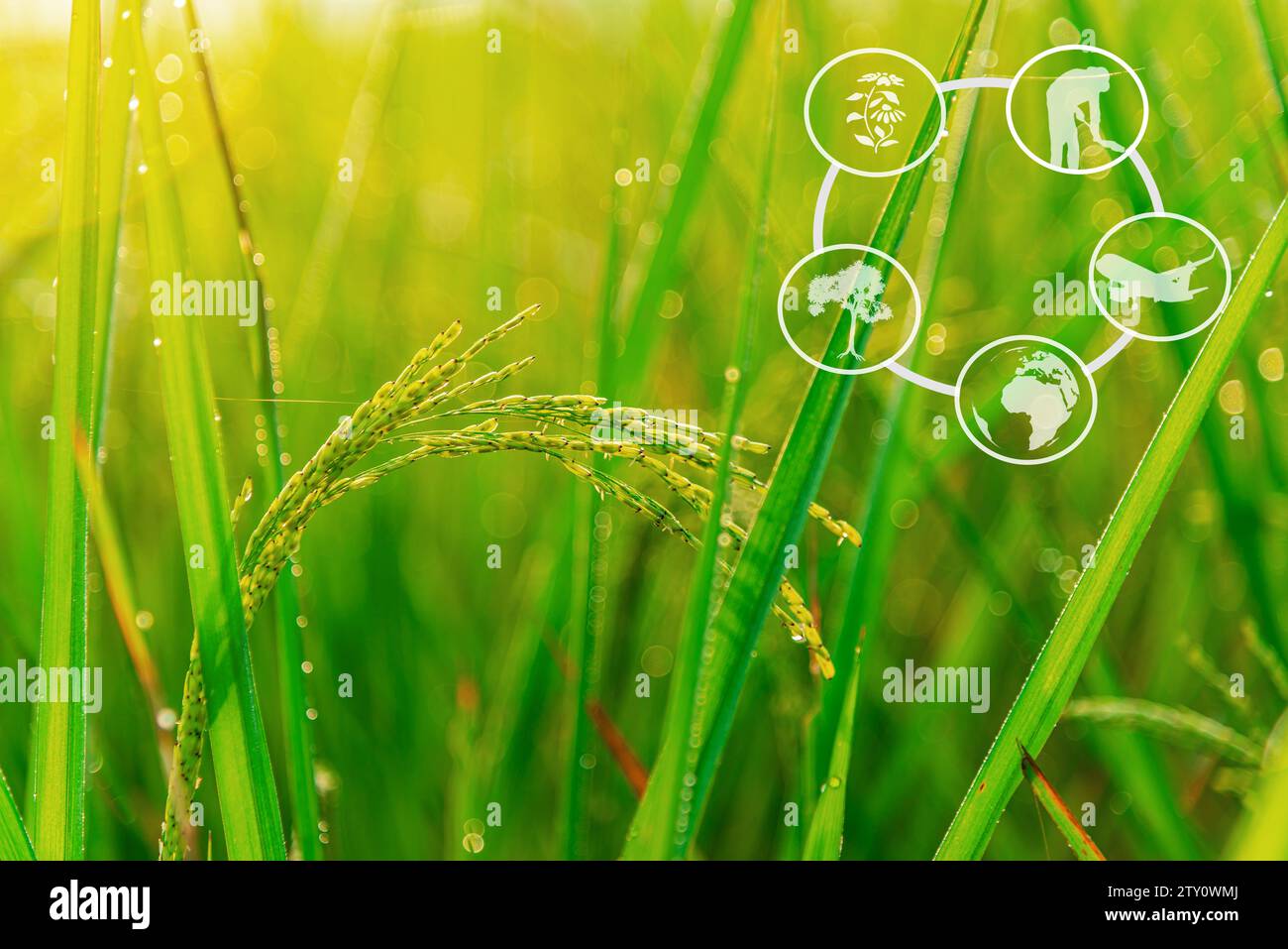 Tourism and agricultural learning resources, Rice plant with sunrise or ...