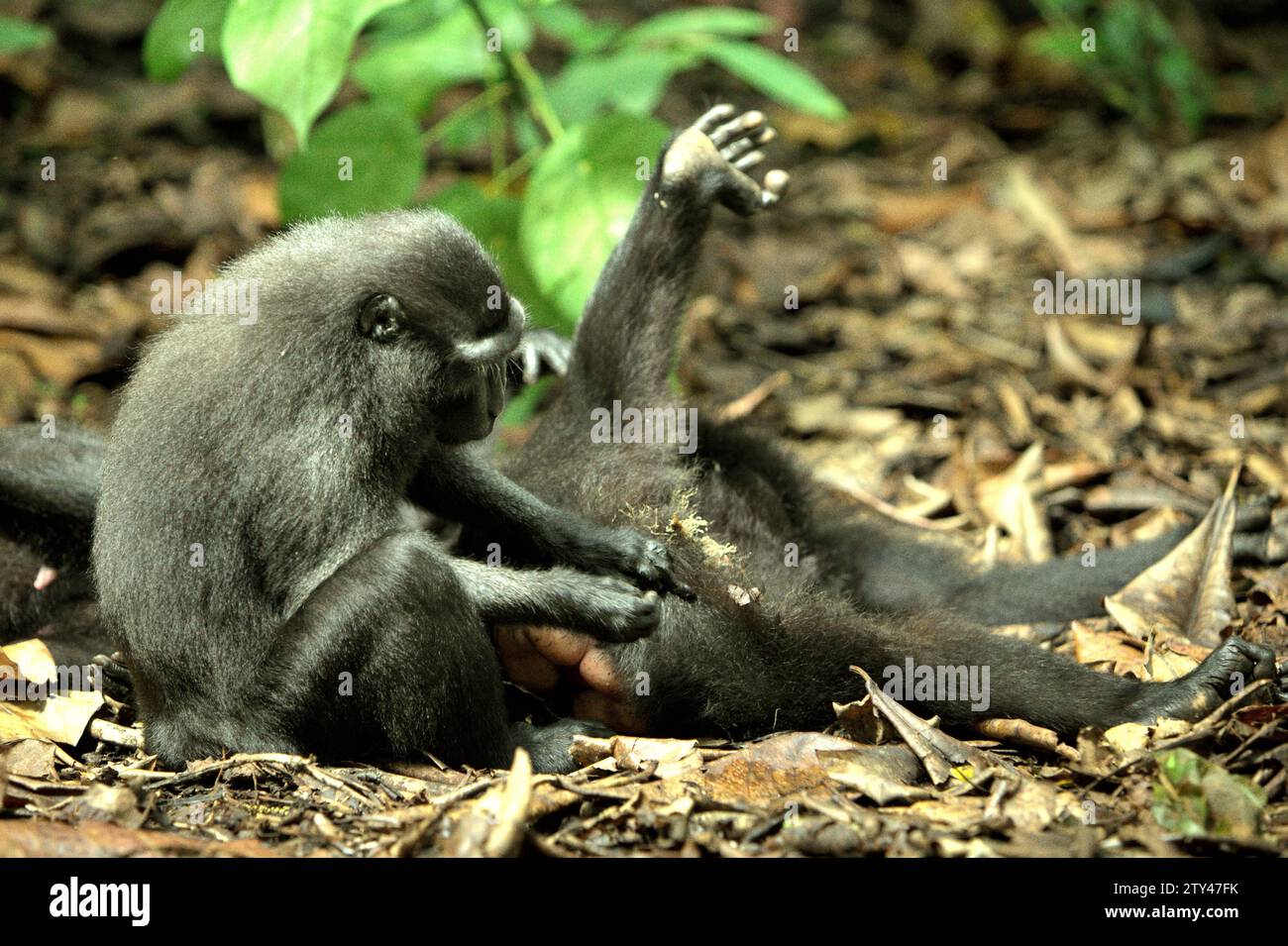 A crested macaque (Macaca nigra) grooms another individual, as they are sitting and lying on the ground while having social activity in Tangkoko forest, North Sulawesi, Indonesia. The International Union for Conservation of Nature (IUCN) concludes that rising temperatures have led to—among others—ecological, behavioral, and physiological changes in wildlife species and biodiversity. 'In addition to increased rates of disease and degraded habitats, climate change is also causing changes in species themselves, which threaten their survival,' they wrote in a Dec 19, 2023, publication on IUCN.org. Stock Photo