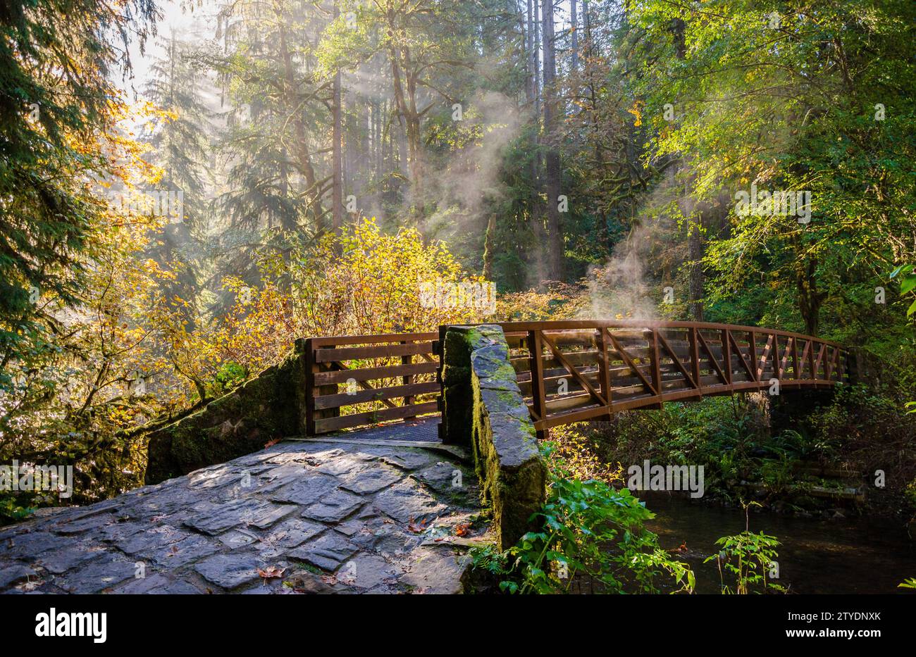 Trail at Silver Falls State Park - Trail At Silver Falls State Park The Largest State Park In Oregon Usa 2TYDNXK 