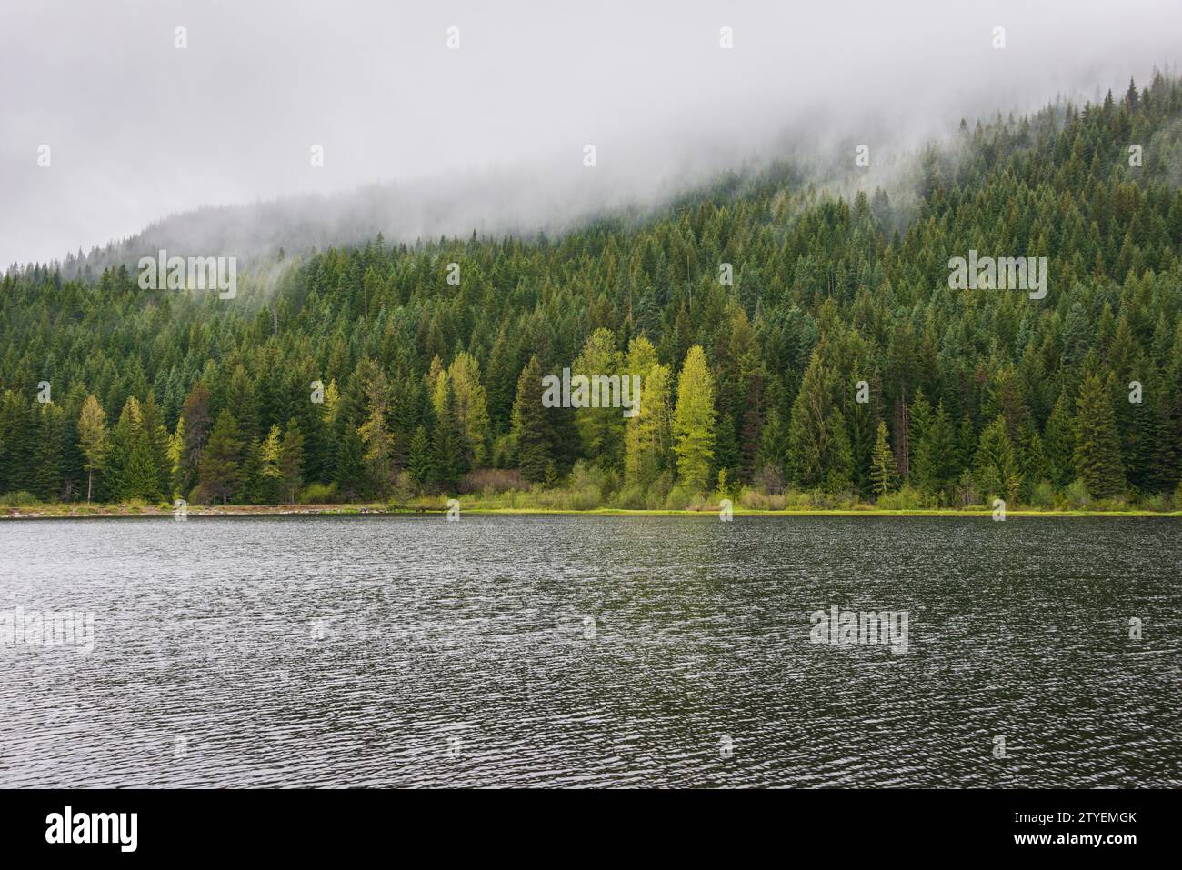 Thick Green Forest at The Mount Hood National Forest, Oregon Stock Photo