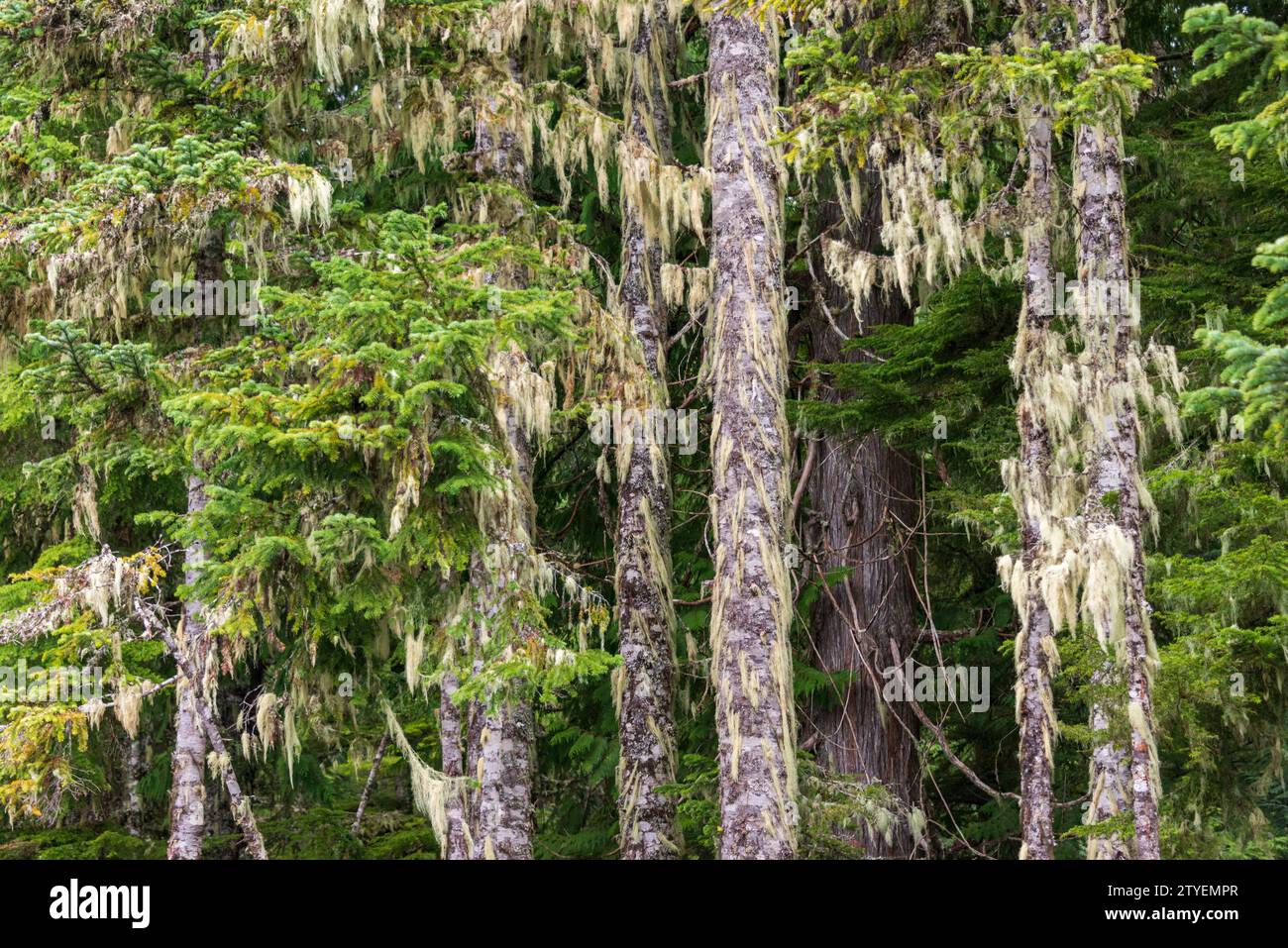 Thick Green Forest at The Mount Hood National Forest, Oregon Stock