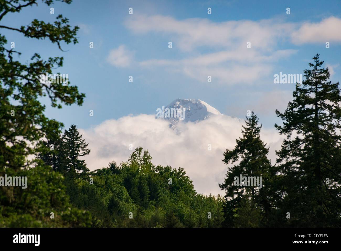 Mount Hood from a Distance at The Mount Hood National Forest, Oregon ...