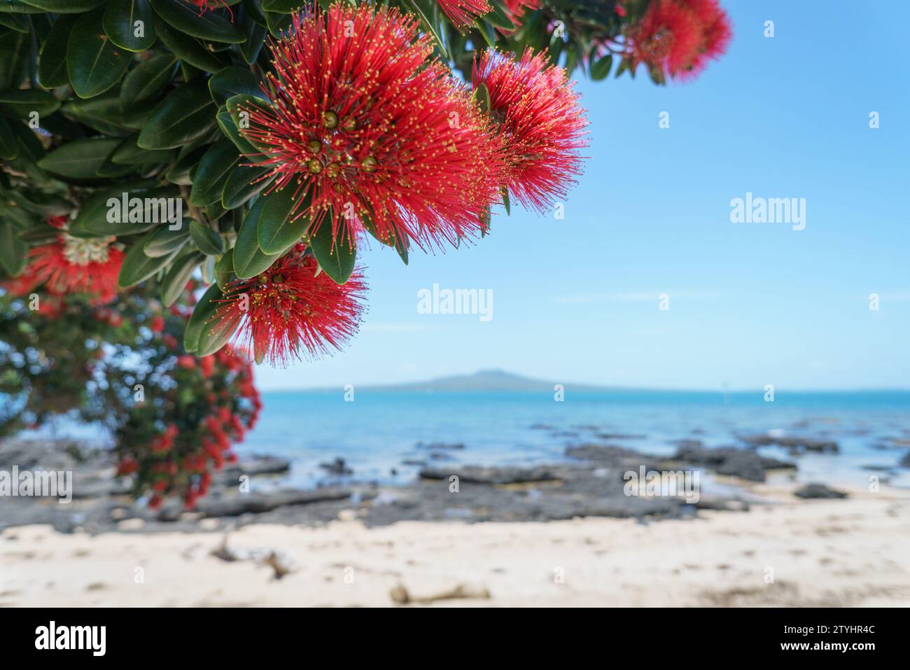 Pohutukawa trees in full bloom at Takapuna Beach. Rangitoto Island in the distance. Auckland. Stock Photo