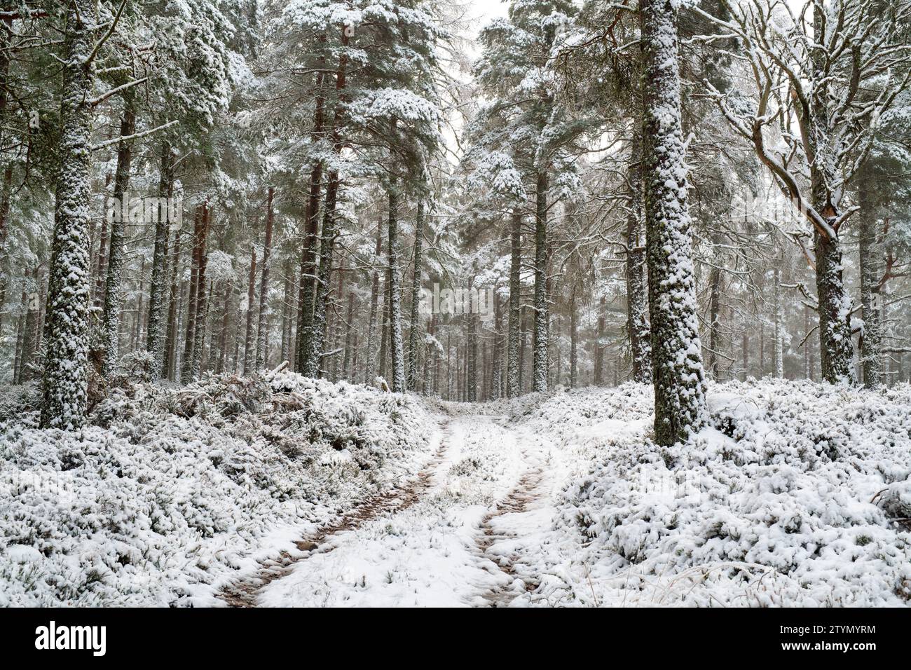 Track through scots pine trees in the snow. Highlands, Scotland Stock Photo