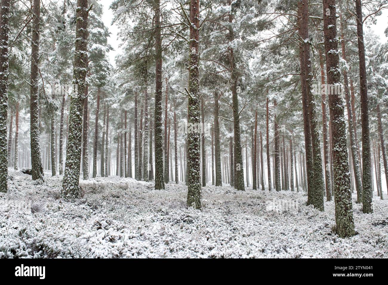 Scots pine trees in the snow. Highlands, Scotland Stock Photo