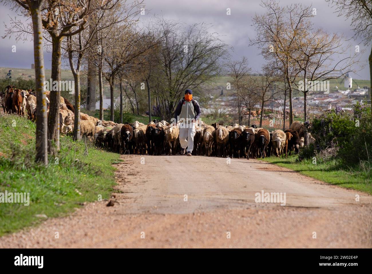 pastor con su rebaño, Campo de Criptana, provincia de Ciudad Real, Castilla-La Mancha, Spain Stock Photo