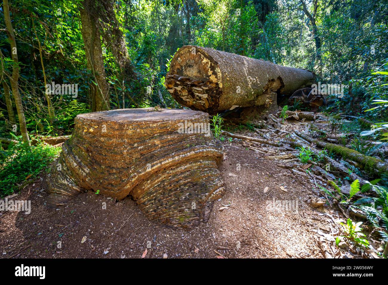Cut down tree in Bunya Mountains National Park, Queensland, Australia Stock Photo