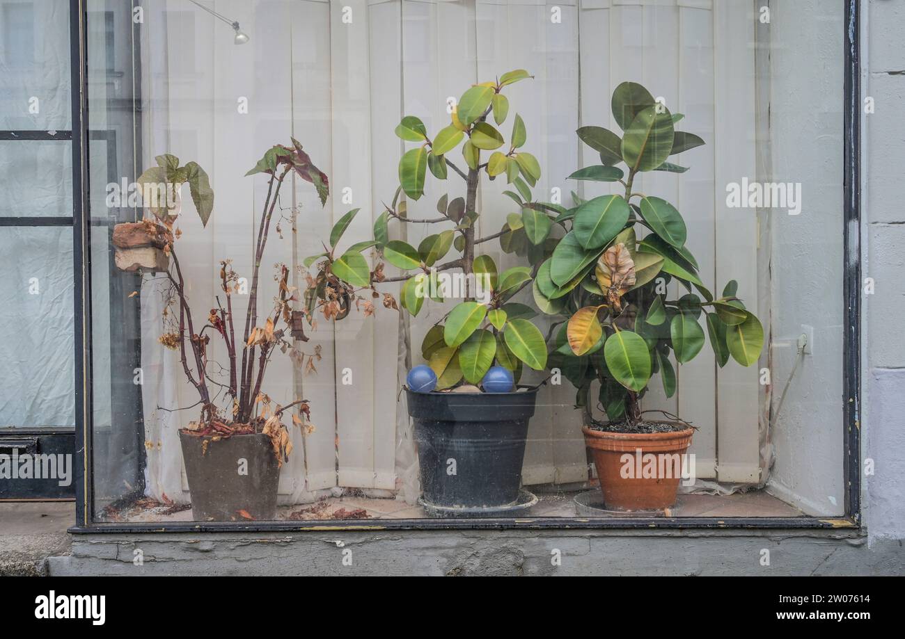 Gummibaum hi-res stock photography and images - Alamy
