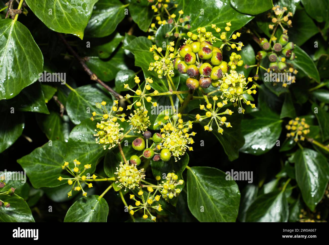 Ivy is a scrambling creeper common in woodlands and on rock faces. They are evergreen and flower in winter and a plant often associated with Christmas Stock Photo